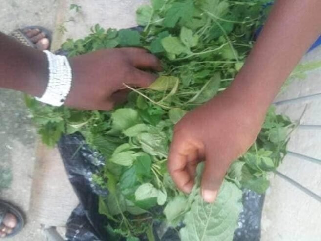 The most powerful native doctor +238176778076