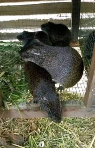 3 months old Grasscutter Colony Price list consist of 5 grasscutters each 4 female and 1 male, 08132 …