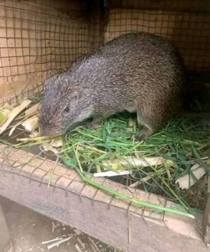 3 months old Grasscutter Colony Price list consist of 5 grasscutters each 4 female and 1 male, 08132 …