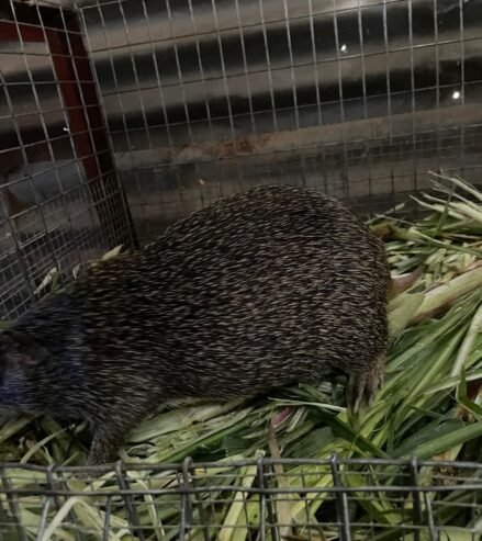 3 months old Grasscutter Colony Price list consist of 5 grasscutters each 4 female and 1 male, 08132 …