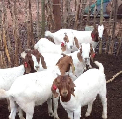 6 months old male Boer Goat for sale in Nigeria 08132178286