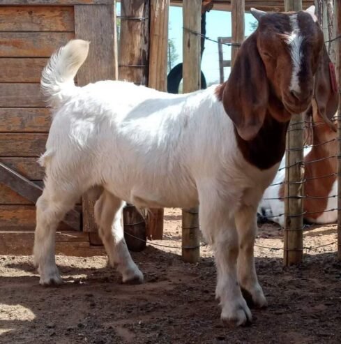6 months old male Boer Goat for sale in Nigeria 08132178286