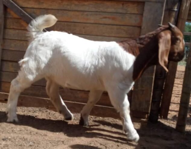 6 months old male Boer Goat for sale in Nigeria 08132178286