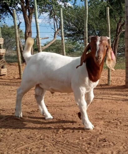 6 months old male Boer Goat for sale in Nigeria 08132178286