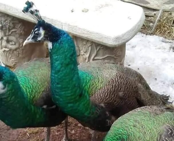 Peacock for sale