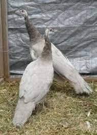 Peacock for sale