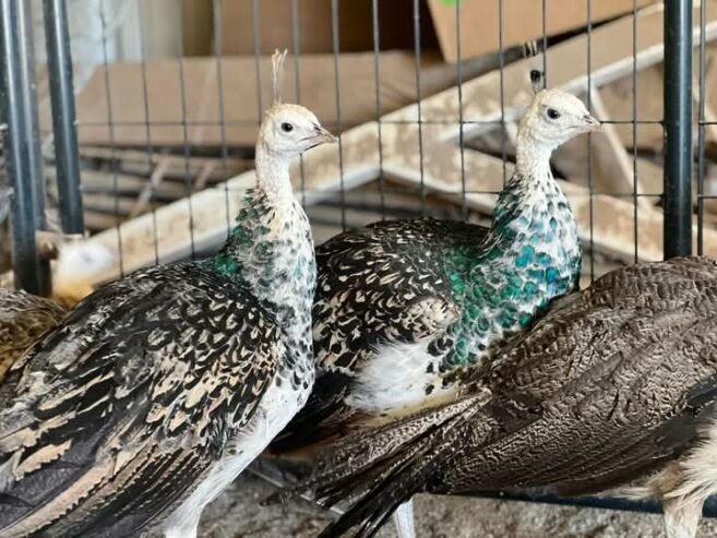 Peacock for sale